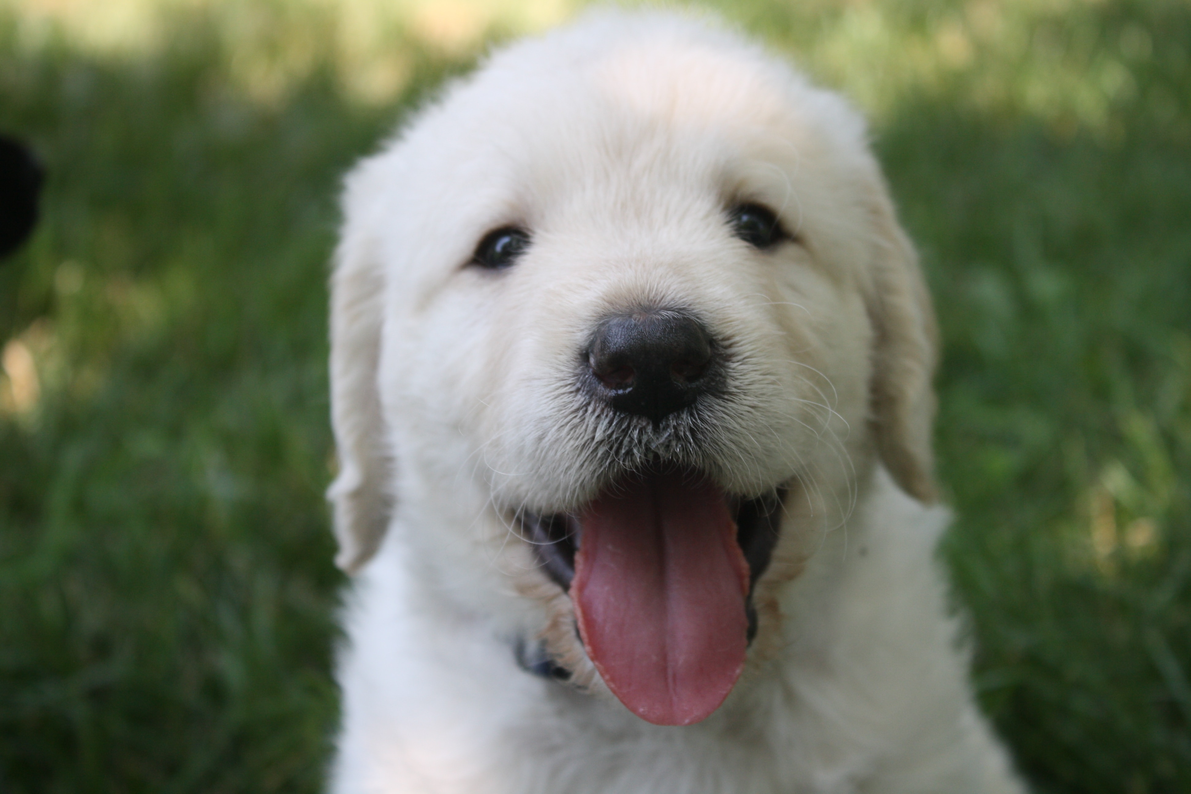 golden retriever puppy price| Goldenretrieverworld.com
