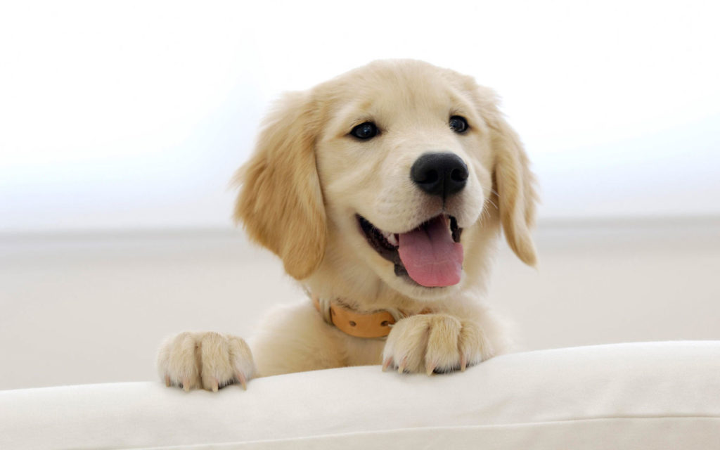 How to identify a pure golden retriever puppy