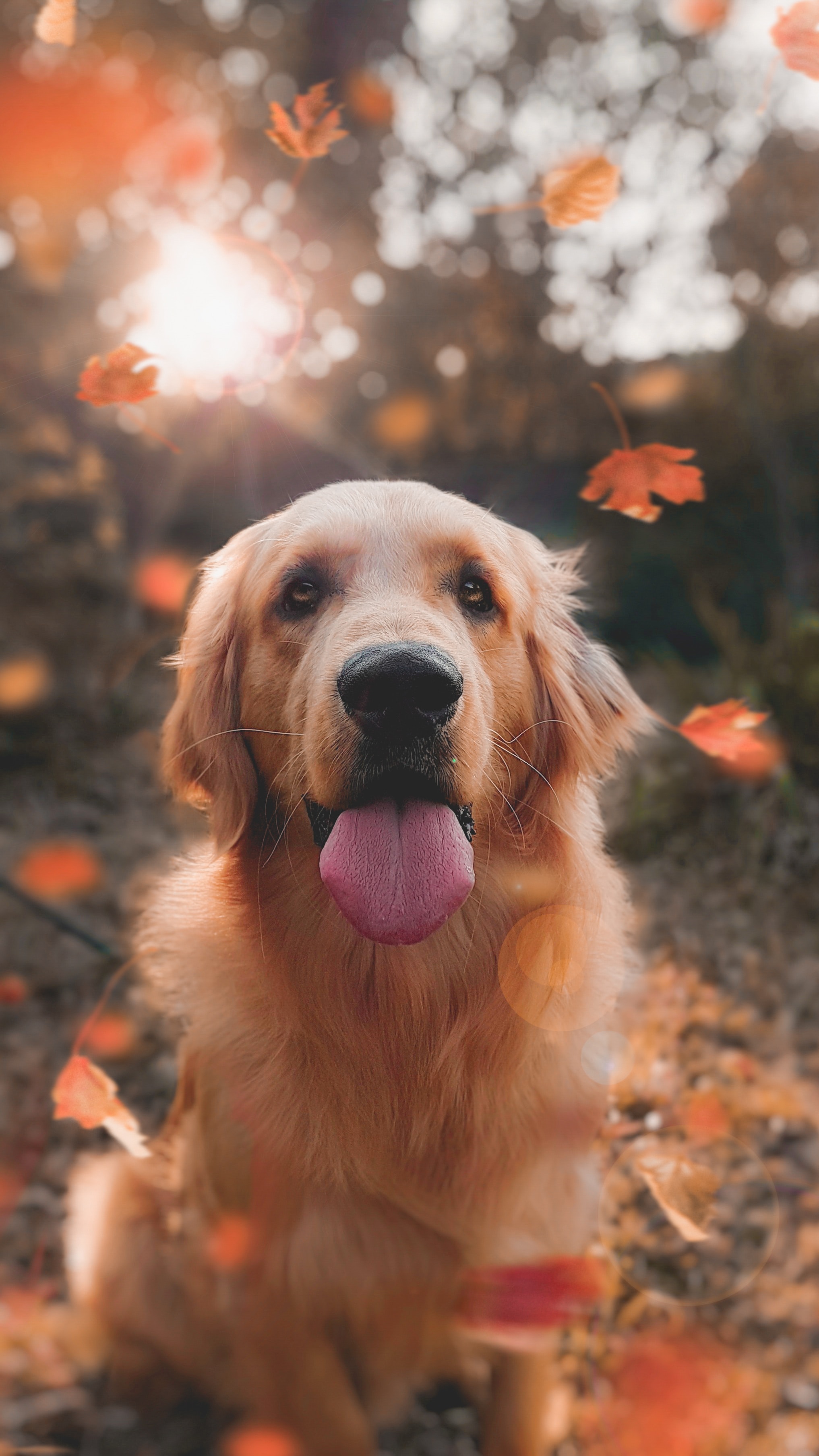 Is Golden Retriever Adoption Right for You?