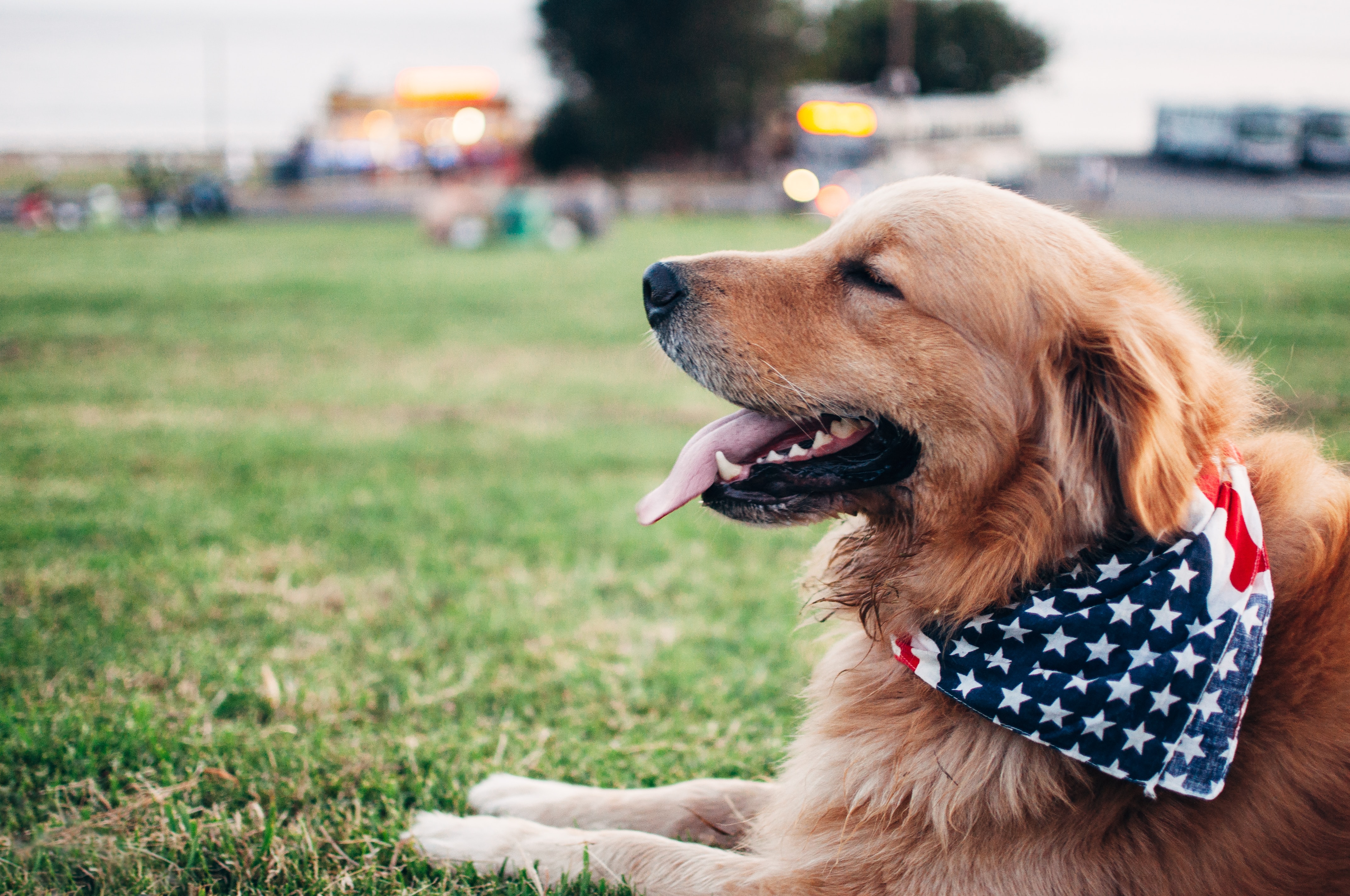 Is Golden Retriever Adoption Right for You?